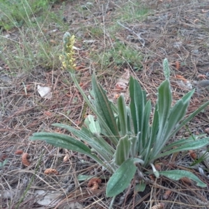 Plantago varia at Isaacs, ACT - 7 Oct 2015 10:57 AM