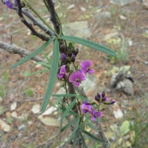 Glycine clandestina at Isaacs, ACT - 7 Oct 2015