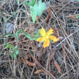 Hypericum gramineum at Isaacs, ACT - 7 Oct 2015