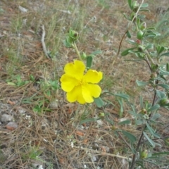 Hibbertia obtusifolia (Grey Guinea-flower) at Isaacs, ACT - 7 Oct 2015 by Mike