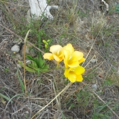 Freesia leichtlinii subsp. leichtlinii x Freesia leichtlinii subsp. alba (Freesia) at Isaacs, ACT - 7 Oct 2015 by Mike