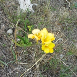 Freesia leichtlinii subsp. leichtlinii x Freesia leichtlinii subsp. alba at Isaacs, ACT - 7 Oct 2015