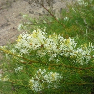 Grevillea curviloba at Isaacs, ACT - 7 Oct 2015