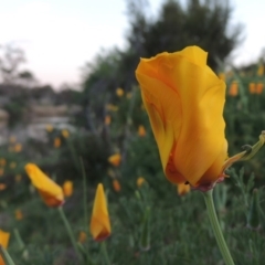 Eschscholzia californica (California Poppy) at Paddys River, ACT - 6 Oct 2015 by MichaelBedingfield