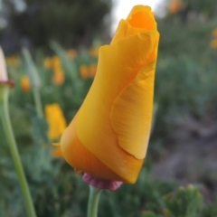 Eschscholzia californica at Paddys River, ACT - 6 Oct 2015