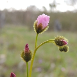 Drosera gunniana at Tennent, ACT - 5 Oct 2015