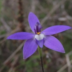 Glossodia major (Wax Lip Orchid) at Tennent, ACT - 5 Oct 2015 by michaelb