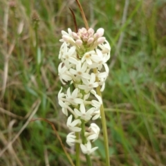 Stackhousia monogyna (Creamy Candles) at Acton, ACT - 8 Oct 2015 by TimYiu