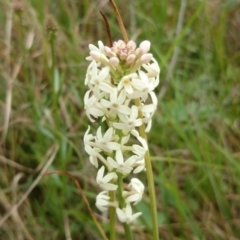 Stackhousia monogyna (Creamy Candles) at Mount Ainslie to Black Mountain - 7 Oct 2015 by TimYiu