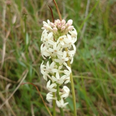 Stackhousia monogyna (Creamy Candles) at Australian National University - 7 Oct 2015 by TimYiu