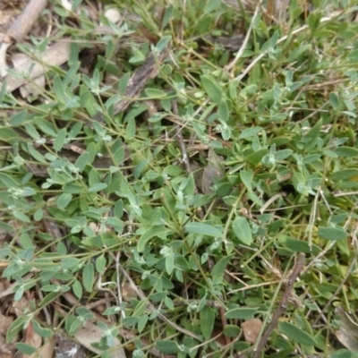 Einadia nutans (Climbing Saltbush) at Acton, ACT - 8 Oct 2015 by TimYiu