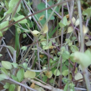 Stellaria media at Acton, ACT - 8 Oct 2015