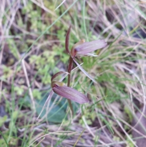 Cyrtostylis reniformis at suppressed - suppressed