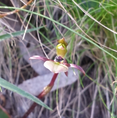 Chiloglottis trapeziformis (Diamond Ant Orchid) at ANBG South Annex - 7 Oct 2015 by MattM