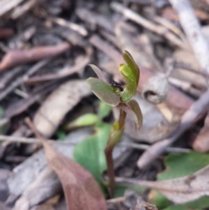 Chiloglottis trapeziformis at Acton, ACT - 8 Oct 2015