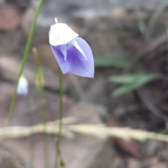 Wahlenbergia sp. (Bluebell) at Acton, ACT - 7 Oct 2015 by MattM