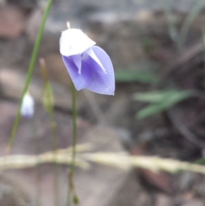 Wahlenbergia sp. at Acton, ACT - 8 Oct 2015 12:00 AM