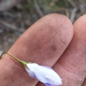 Wahlenbergia sp. at Acton, ACT - 8 Oct 2015 12:00 AM