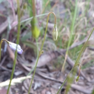 Wahlenbergia sp. at Acton, ACT - 8 Oct 2015 12:00 AM