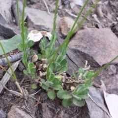 Wahlenbergia sp. at Acton, ACT - 8 Oct 2015 12:00 AM