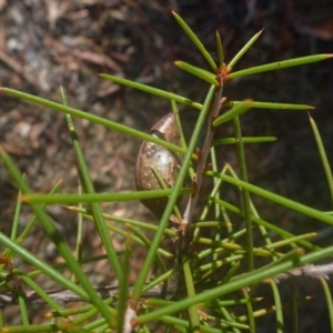 Hakea sp. at Bruce, ACT - 10 Feb 2014 08:41 AM