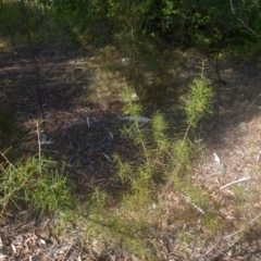 Hakea sp. at Bruce, ACT - 10 Feb 2014 08:41 AM