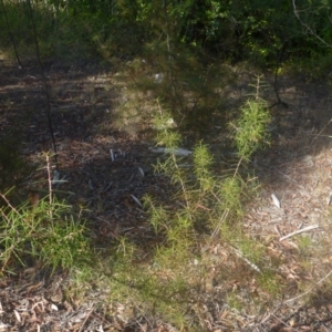 Hakea sp. at Bruce, ACT - 10 Feb 2014