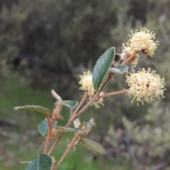 Pomaderris betulina subsp. actensis (Canberra Pomaderris) at Tennent, ACT - 5 Oct 2015 by michaelb