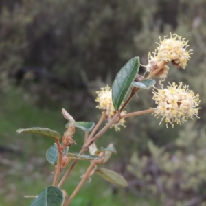 Pomaderris betulina subsp. actensis at Tennent, ACT - 5 Oct 2015