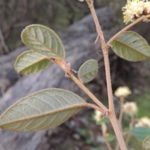 Pomaderris betulina subsp. actensis at Tennent, ACT - 5 Oct 2015 05:58 PM