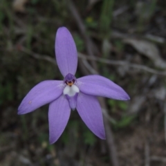 Glossodia major (Wax Lip Orchid) at Tennent, ACT - 5 Oct 2015 by michaelb