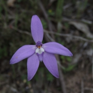 Glossodia major at Tennent, ACT - suppressed