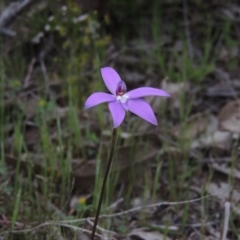 Glossodia major at Tennent, ACT - suppressed