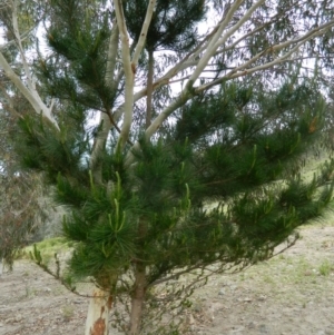 Pinus radiata at Fadden, ACT - 9 Oct 2015 08:12 AM