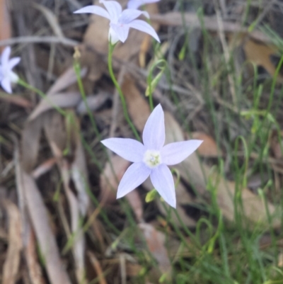 Wahlenbergia capillaris at Higgins, ACT - 9 Oct 2015 by MattM