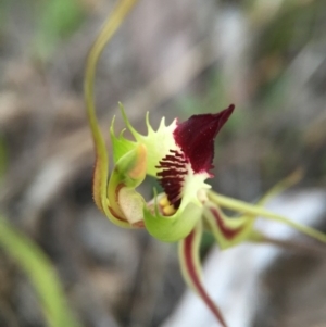 Caladenia atrovespa at Canberra Central, ACT - 9 Oct 2015