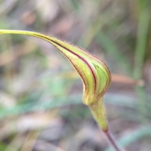 Caladenia atrovespa at Canberra Central, ACT - 9 Oct 2015