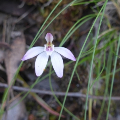 Caladenia fuscata (Dusky Fingers) at Canberra Central, ACT - 8 Oct 2015 by RobynHall