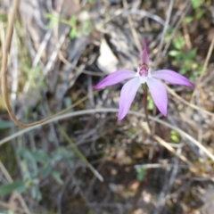 Caladenia fuscata at Canberra Central, ACT - suppressed