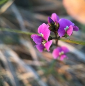 Glycine clandestina at Canberra Central, ACT - 9 Oct 2015 09:07 PM