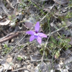 Glossodia major (Wax Lip Orchid) at Canberra Central, ACT - 8 Oct 2015 by RobynHall