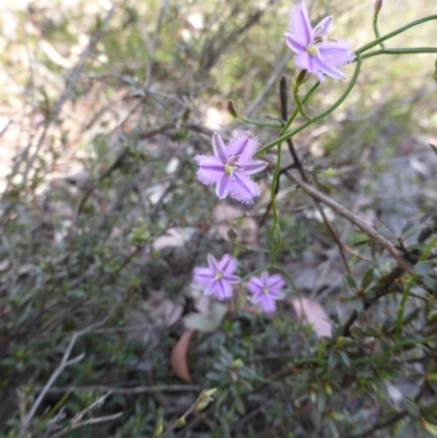 Thysanotus patersonii (Twining Fringe Lily) at Canberra Central, ACT - 8 Oct 2015 by RobynHall