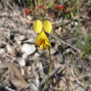 Diuris nigromontana at Canberra Central, ACT - 9 Oct 2015