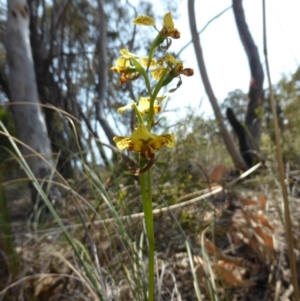 Diuris nigromontana at Canberra Central, ACT - 9 Oct 2015