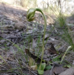 Pterostylis nutans (Nodding Greenhood) at Canberra Central, ACT - 8 Oct 2015 by RobynHall