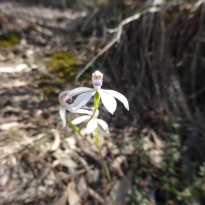 Caladenia ustulata (Brown Caps) at Canberra Central, ACT - 8 Oct 2015 by RobynHall