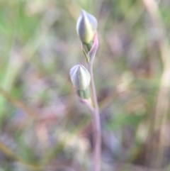 Thelymitra (genus) (sun orchids) at Canberra Central, ACT - 9 Oct 2015 by JasonC