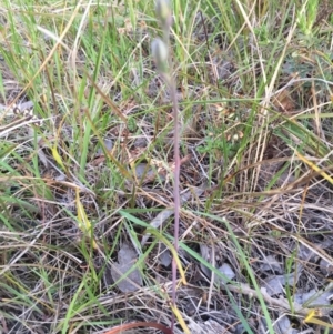 Thelymitra sp. at Canberra Central, ACT - suppressed