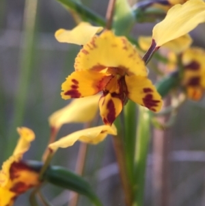 Diuris nigromontana at Canberra Central, ACT - 9 Oct 2015