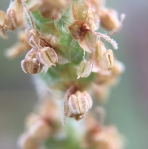 Plantago varia at Canberra Central, ACT - 9 Oct 2015